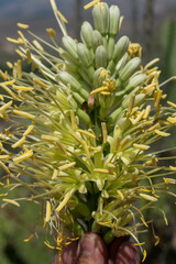Agave pintilla