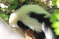 Mephitis mephitis