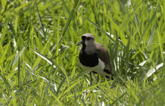 Vanellus chilensis