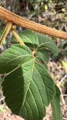 Serjania sufferruginea