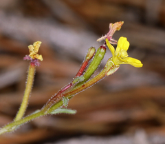 Camissonia pusilla