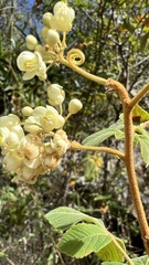 Serjania sufferruginea