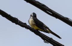 Tyrannus melancholicus