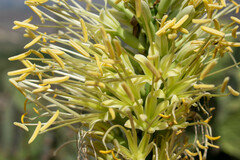 Agave pintilla
