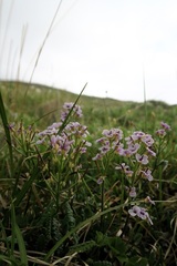 Cardamine purpurea