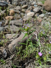 Collomia linearis