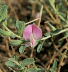 Ononis reclinata