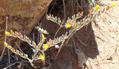 Dudleya abramsii abramsii