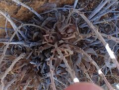 Dudleya abramsii abramsii