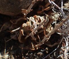 Dudleya abramsii abramsii