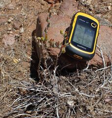 Dudleya abramsii abramsii