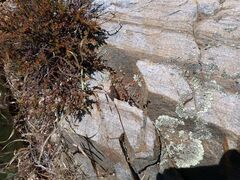 Dudleya abramsii abramsii