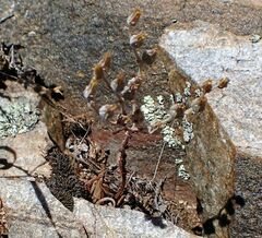 Dudleya abramsii abramsii