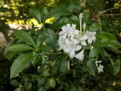Rhododendron viscosum