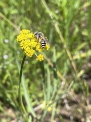 Andrena angustitarsata