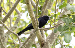 Molothrus bonariensis