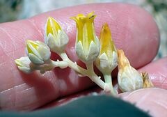 Dudleya abramsii abramsii