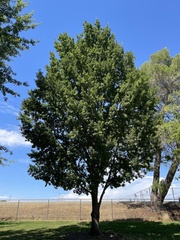 Quercus castaneifolia