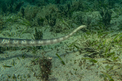 Spiny-Headed Seasnake photo 5
