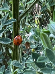Coccinella septempunctata