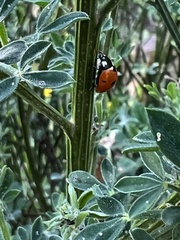 Coccinella septempunctata