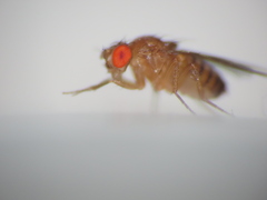 Drosophila melanogaster
