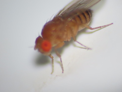 Drosophila melanogaster