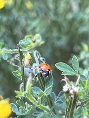 Coccinella septempunctata