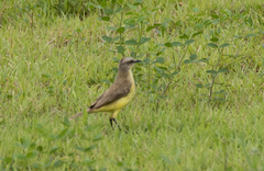 Machetornis rixosa