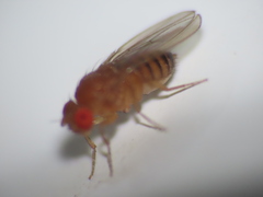 Drosophila melanogaster