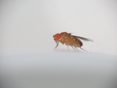 Drosophila melanogaster