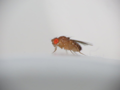 Drosophila melanogaster