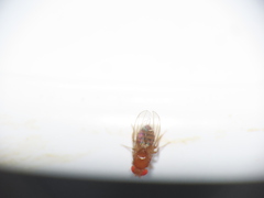 Drosophila melanogaster