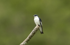 Tachycineta albiventer