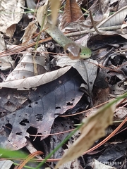 Drymobius chloroticus