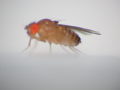 Drosophila melanogaster