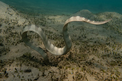 Ornate Reef Seasnake photo 3