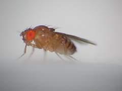 Drosophila melanogaster