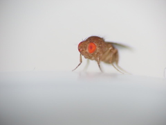 Drosophila melanogaster