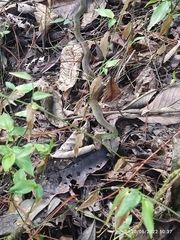 Drymobius chloroticus