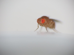 Drosophila melanogaster