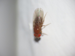 Drosophila melanogaster