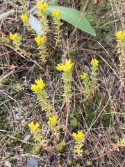 Sedum stenopetalum