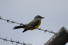 Tyrannus melancholicus