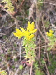 Sedum stenopetalum