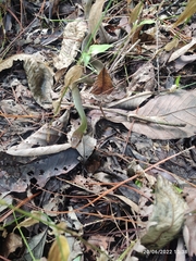 Drymobius chloroticus