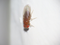 Drosophila melanogaster
