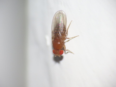 Drosophila melanogaster