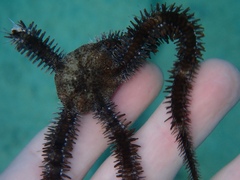 Ophiocoma echinata