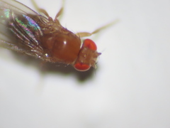 Drosophila melanogaster